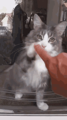 Cat Paw GIF - Cat Paw Window GIFs