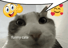 Cat Bcwo GIF - Cat Bcwo GIFs