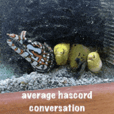 Hascord Hasanabi Discord GIF - Hascord Hasanabi Discord GIFs
