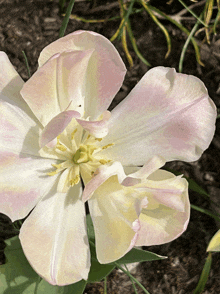 a close up of a white flower with a pink center