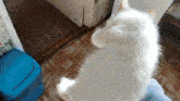 a white cat is standing in front of a blue trash can