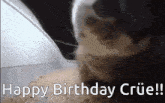 Happy Birthday Happy Birthday Crue GIF - Happy Birthday Happy Birthday Crue Cat GIFs