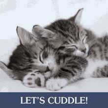 Taste Of The Wild Cuddle GIF - Taste Of The Wild Cuddle Cat Cuddles GIFs