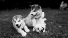 Woof Dog GIF - Woof Dog Puppy GIFs
