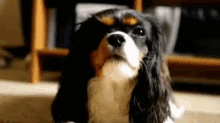 king charles spaniel spaniel dog