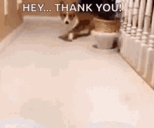 Thank You Dog GIF - Thank You Dog GIFs