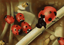 Ladybug Flying Ladybug GIF - Ladybug Flying Ladybug Ladybugs GIFs