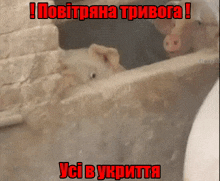 Alarm Pig GIF - Alarm Pig GIFs