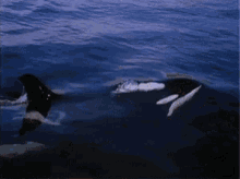 Dolphins GIF