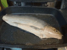 Fish Cooking GIF