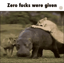 Zero Fucks Were Given - Zero GIF - Zero Zero Fucks Were Given Hippo GIFs