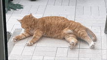 Cat Stretch GIF - Cat Stretch Stretching GIFs