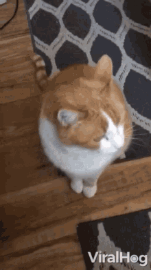 an orange and white cat is sitting on a rug and looking up