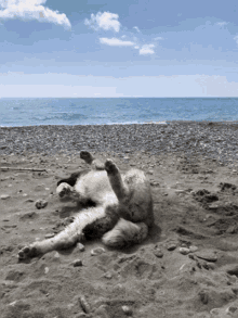 beach dog cane spiaggia felicit