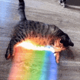 a cat laying on the floor with a rainbow coming out of its belly