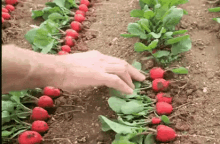 lobak merah panen sayur radish vegetable