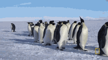 penguins national