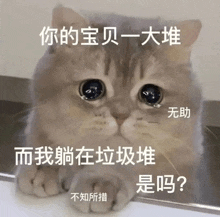 a close up of a cat with chinese writing on its face
