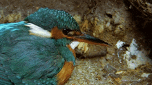 laying eggs kingfisher robert e fuller mother bird mother and her eggs