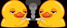 Ducks Smoking GIF
