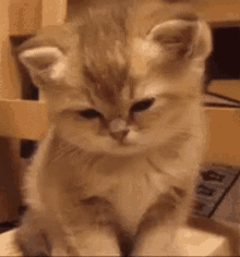 Tiny Kittens GIF - Tiny Kittens Kitten GIFs
