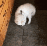 Puppy Flop GIF - Puppy Flop Samoyed GIFs
