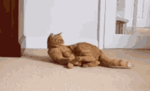 Play Catch GIF - Play Catch Ginger GIFs