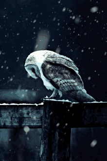 Beautiful Owl! GIF - Owl Snow Winter GIFs