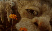 Where The Wild Things Are Flower GIF