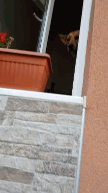 a dog is looking out of a window with a planter in front of it