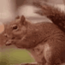 Squirrel GIF - Squirrel GIFs