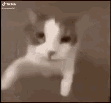 Gato GIF - Gato GIFs