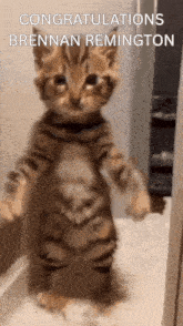 a kitten standing on its hind legs with the words congratulations brennan remington written above it