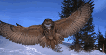Ural Owl GIF - Ural Owl Flying GIFs