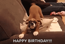 Dog Excited GIF