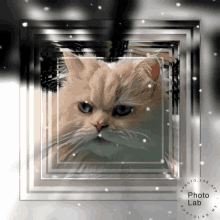 Safire Cat GIF - Safire Cat Snowing GIFs