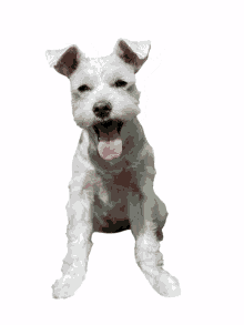beau beauwellington white dog schnauzer