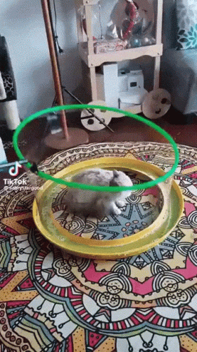 It seems right leaning people are acting like a cat trapped in a bubble.  Unable to realize what their situation is, and unable to try to escape it.
