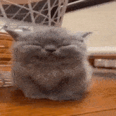 a small gray cat is sitting on a wooden floor with its eyes closed .