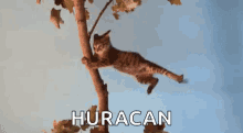 Hurricane Huracan GIF - Hurricane Huracan Cat GIFs