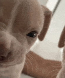 Dog Pitbull GIF - Dog Pitbull Funny GIFs