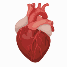 Heart Images GIF