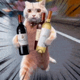 a cat is holding three bottles of wine including one that says chateau guiers