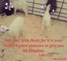 Shepherd Sheep GIF - Shepherd Sheep Bible GIFs