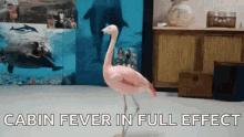 Cabin Fever Full Effect GIF - Cabin Fever Full Effect Flamingo GIFs