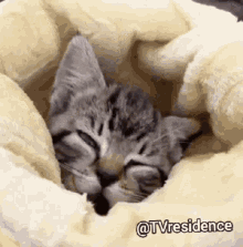 Tvresidence Kitten GIF - Tvresidence Kitten GIFs