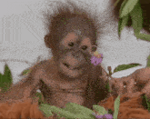 Orangutan Cute GIF - Orangutan Cute Monke GIFs