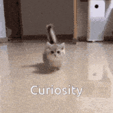 Cat Curiosity GIF