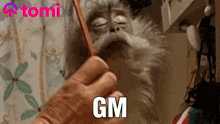 Gm Morning GIF - Gm Morning Gm Gm GIFs