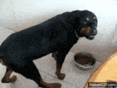 Black Labrador And Food GIF - Black Labrador And Food GIFs